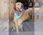 Small #1 Golden Retriever