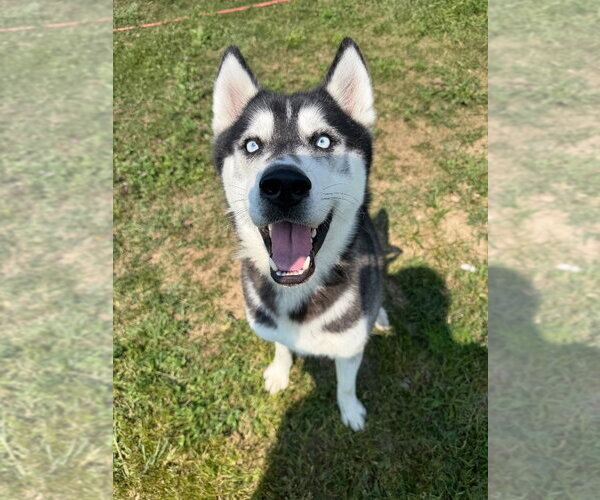 Medium Photo #4 Siberian Husky Puppy For Sale in Pierceton , IN, USA