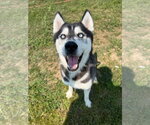 Small #3 Siberian Husky