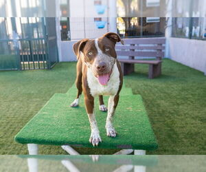 Mutt Dogs for adoption in Pasadena, CA, USA