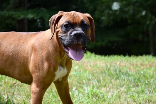 Medium Photo #1 Boxer Puppy For Sale in MADISON HEIGHTS, VA, USA