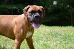 Small Photo #1 Boxer Puppy For Sale in MADISON HEIGHTS, VA, USA