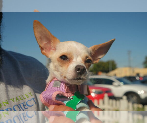 Medium Photo #4 Chihuahua-Unknown Mix Puppy For Sale in San Jose, CA, USA