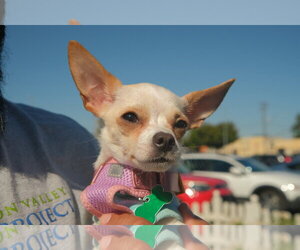 Little Girl - Female Chihuahua-Unknown Mix Dog for Adoption - Photo #4