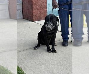 Mutt Dogs for adoption in Forestville, MD, USA