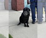 *ADMIRAL - Male Mutt Dog for Adoption - Small photo