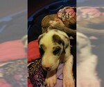 Small Photo #81 Great Dane Puppy For Sale in HOWARD CITY, MI, USA