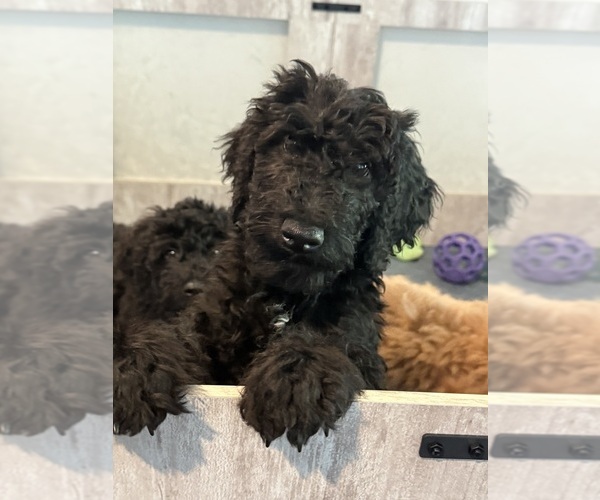 Medium Photo #2 Goldendoodle mix (+ Poodle Standard) Puppy For Sale in CLARKSVILLE, TN, USA
