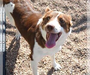 Border-Aussie Dogs for adoption in Fort Collins, CO, USA