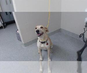 Labrador Retriever-Unknown Mix Dogs for adoption in Pasadena, TX, USA