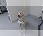 Small Labrador Retriever Mix