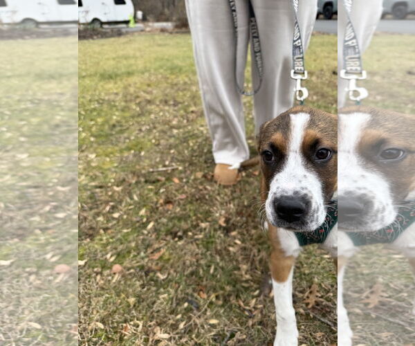 Medium Photo #3 Mutt Puppy For Sale in Rockville, MD, USA