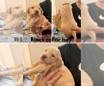 Small #2 Poodle (Standard)