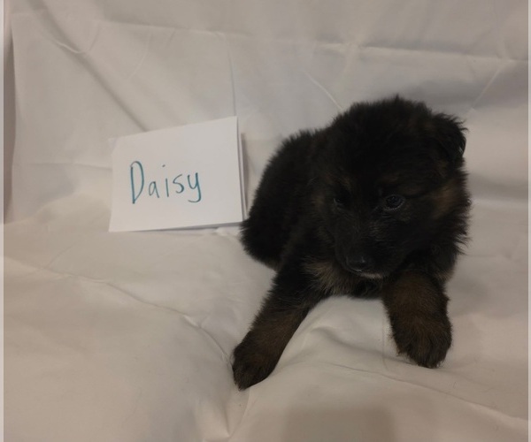 Medium Photo #6 German Shepherd Dog Puppy For Sale in ARLINGTON, TX, USA