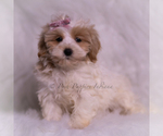 Small #3 Maltipoo (Toy)