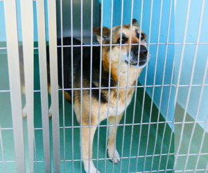 German Shepherd Dog Dogs for adoption in Pasadena, CA, USA