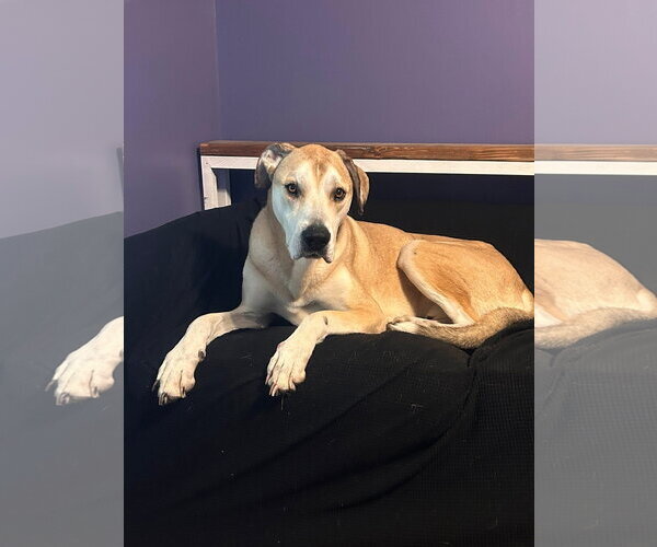 Medium Photo #4 Great Dane-Unknown Mix Puppy For Sale in Germantown, OH, USA