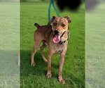 Small #2 Feist Terrier Mix