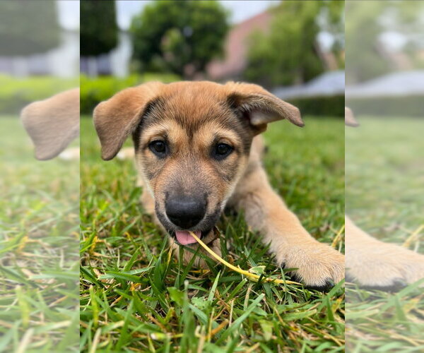 Medium Photo #5 Mutt Puppy For Sale in Lake Forest, CA, USA