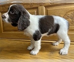Small Photo #3 English Springer Spaniel Puppy For Sale in SIOUX FALLS, SD, USA