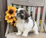Small #2 Shih Tzu