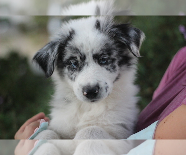 Medium Photo #1 Australian Shepherd Puppy For Sale in MODESTO, CA, USA