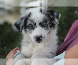 Australian Shepherd Puppy for Sale in MODESTO, California USA