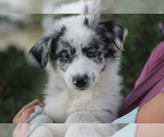 Small Australian Shepherd