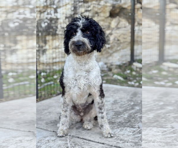 Medium Photo #5 Poodle (Standard)-Retriever  Mix Puppy For Sale in PIPE CREEK, TX, USA