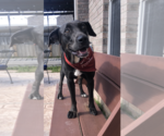 Small Photo #8 Labrador Retriever Puppy For Sale in Rosenberg, TX, USA