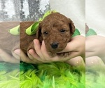 Small Photo #5 Goldendoodle (Miniature) Puppy For Sale in BULLARD, TX, USA