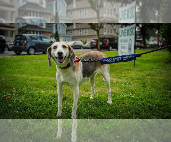 Medium Photo #24 Mutt Puppy For Sale in Oakhurst, NJ, USA