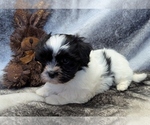 Image preview for Ad Listing. Nickname: DOMINO