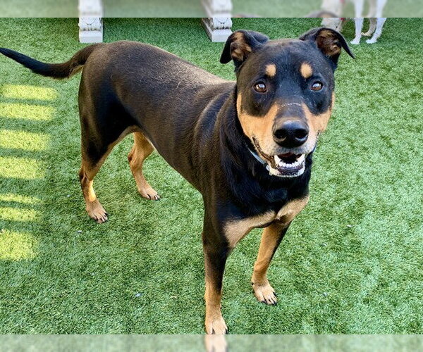 Medium Photo #1 Doberman Pinscher-Unknown Mix Puppy For Sale in Moreno Valley, CA, USA