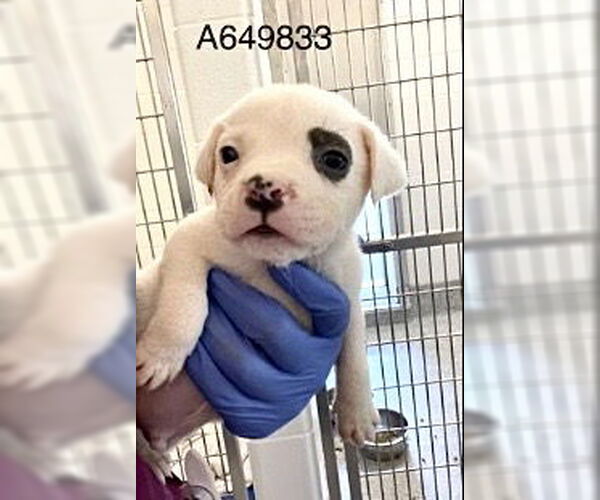 Medium Photo #4 Mutt Puppy For Sale in Houston, TX, USA