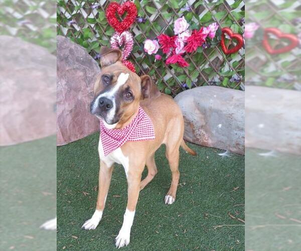 Medium Photo #1 Mutt Puppy For Sale in Oklahoma City, OK, USA