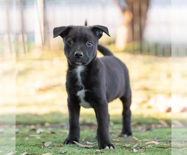 Medium Photo #3 Labrador Retriever-Unknown Mix Puppy For Sale in San Diego, CA, USA