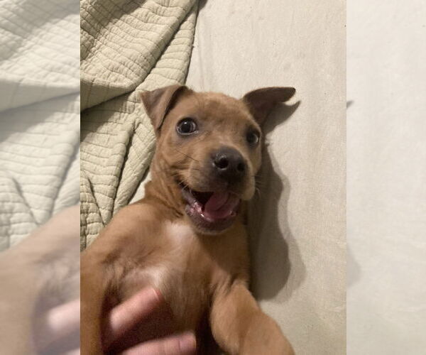 Medium Photo #1 Mutt Puppy For Sale in Aurora, IN, USA