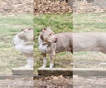 Small #38 Staffordshire Bull Terrier Mix
