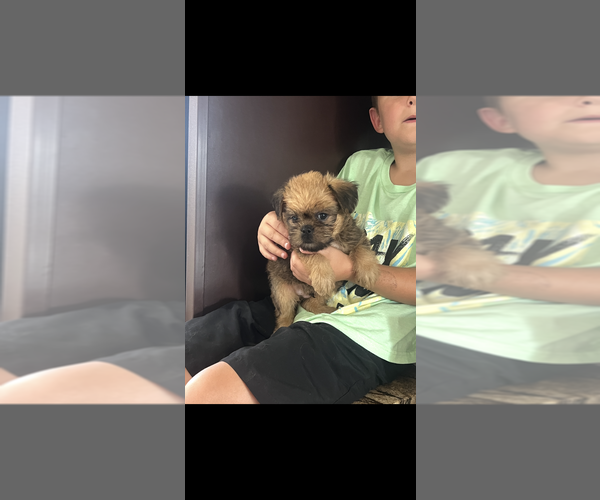 Medium Photo #4 Brussels Griffon Puppy For Sale in NILES, MI, USA