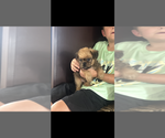 Small #3 Brussels Griffon