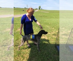 Mother of the German Shorthaired Pointer puppies born on 05/25/2022