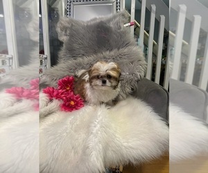 Shih Tzu Puppy for sale in CROMWELL, CT, USA