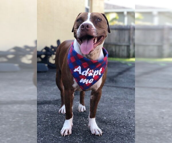 Medium Photo #9 Boxer-Unknown Mix Puppy For Sale in Sanford, FL, USA