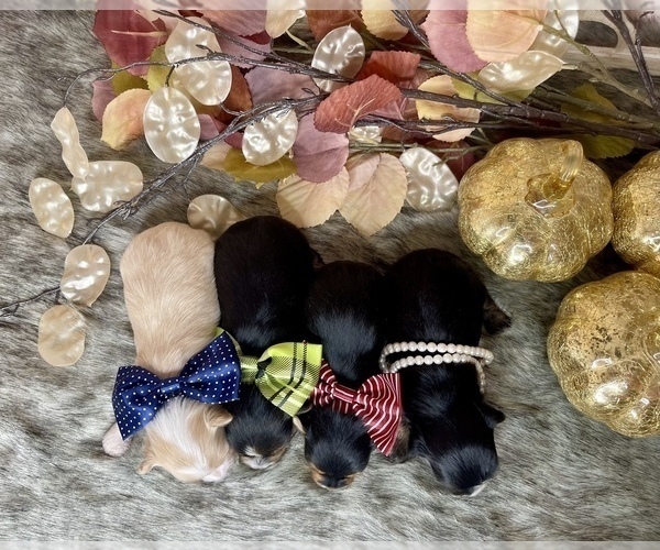 Medium Photo #7 Morkie Puppy For Sale in MORRIS CHAPEL, TN, USA