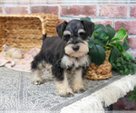 Small #2 Schnauzer (Miniature)