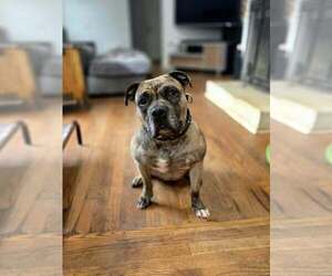 Melody - Female American Pit Bull Terrier-Bulldog Mix Dog for Adoption - Photo #4