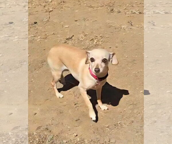 Medium Photo #4 Chihuahua-Unknown Mix Puppy For Sale in Fallbrook, CA, USA