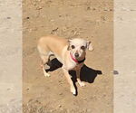 Small #3 Chihuahua Mix