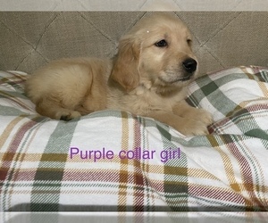 Golden Retriever Puppy for Sale in MURRIETA, California USA